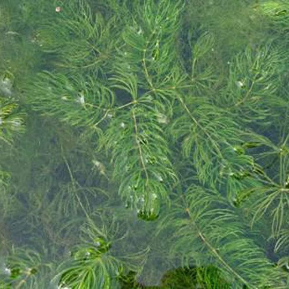 WskLinft 100Pcs Mixed Ceratophyllum Demersum Seeds Aquatic Plant Water Tank Aquarium Decor - Making it an Ideal Gift for Gardeners Ceratophyllum Demersum Seeds
