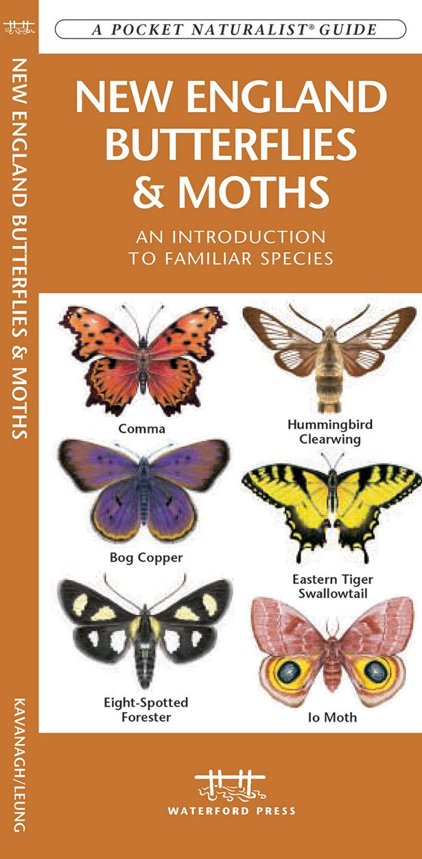 Types Of Moths In Massachusetts
