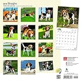Image de Beagles 2018 12 x 12 Inch Monthly Square Wall Calendar with Foil Stamped Cover, Animals Dog Breeds (Multilingual Edition)