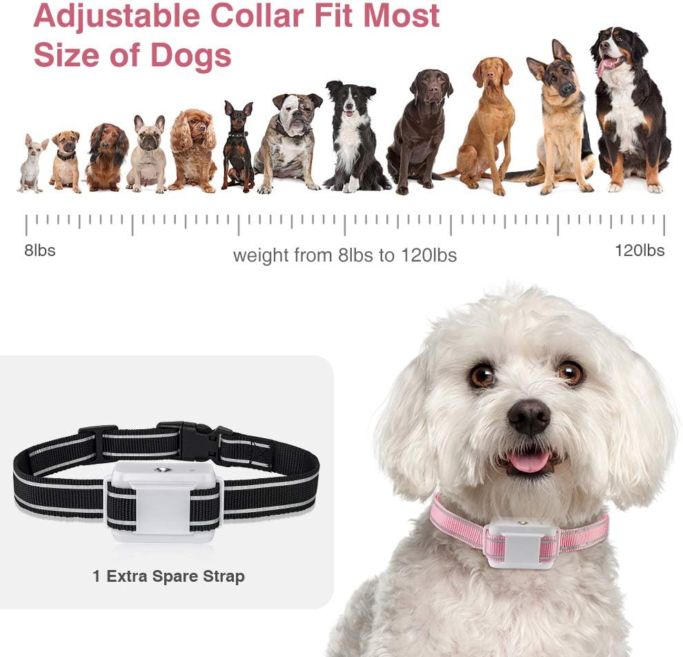 bark collar for maltese