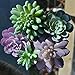 PDTXCLS TANGDIAABBCC GenericJINCHENGYU Everenty A-Fun Realistic Fake Artificial Succulent Plants Unpotted Fake Cactus for Home Gardern DIY Decoration 6 PCS