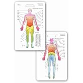 Neuro Dermatome Diagram Vertical Badge ID Card Pocket Reference Guide Neurology (1 Card)