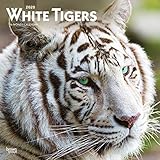 White Tigers 2020 12 x 12 Inch Monthly Square Wall Calendar, Wildlife Zoo Animals (English, Spanish by