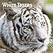 White Tigers 2020 12 x 12 Inch Monthly Square Wall Calendar, Wildlife Zoo Animals (English, Spanish by