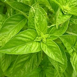 Aromatics International Basil Sweet Essential Oil 5ml