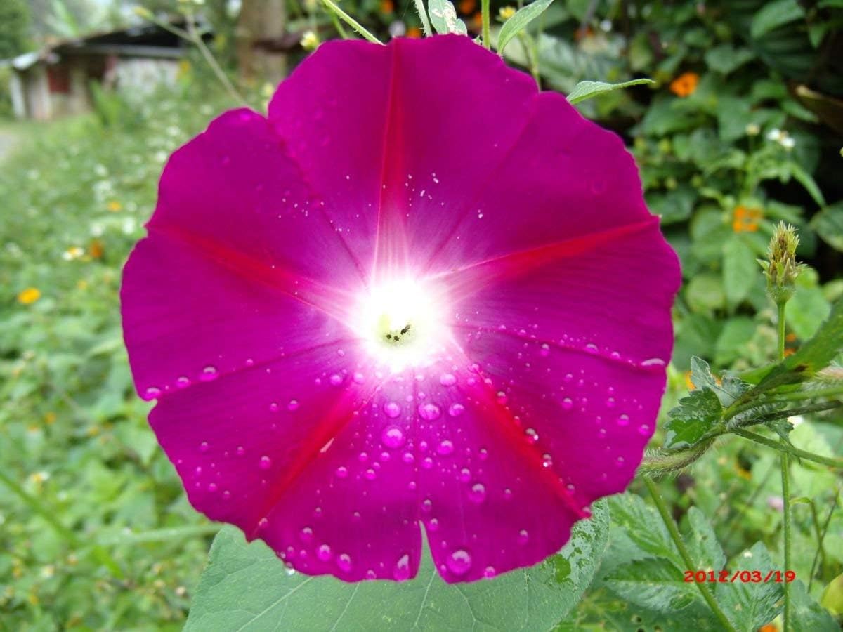 100 Seeds of Ipomoea spp, Crimson Rambler Morning Glory