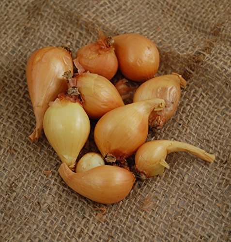 Grower's Solution Dutch Yellow Shallot, 1 Pound