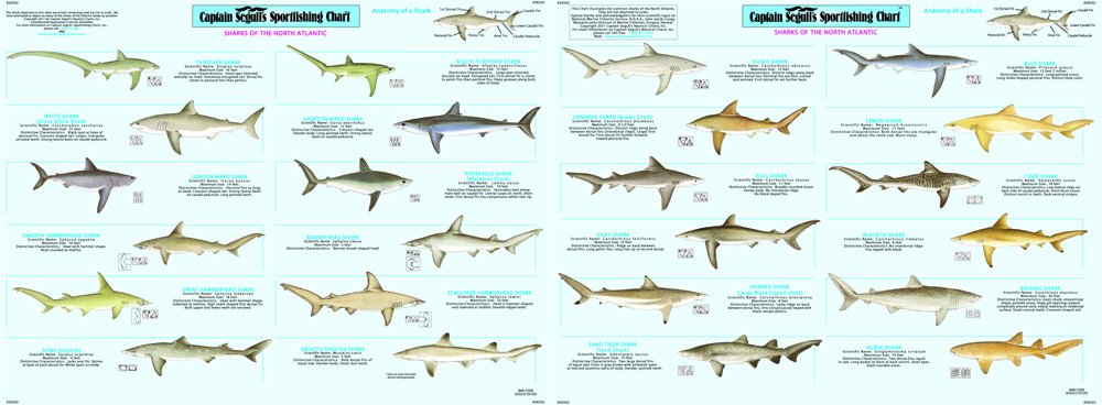Captain Segull's Shark Species Identification Sportfishing Chart