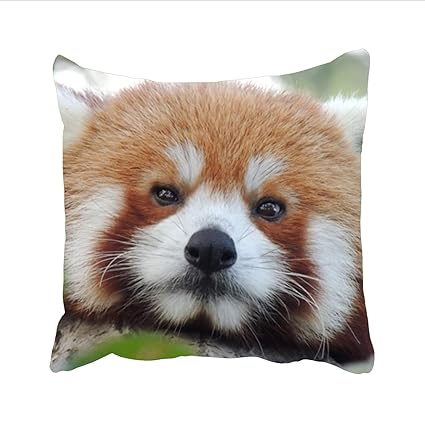 Amazon Com Dolores Joule Fashion Free Red Panda Wallpaper