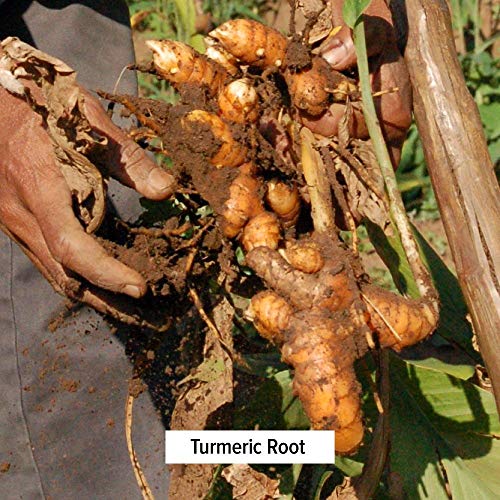 Banyan Botanicals Turmeric Powder - USDA Organic, 1 lb - Curcuma longa - Traditional Cooking Spice That Promotes… - Image 4