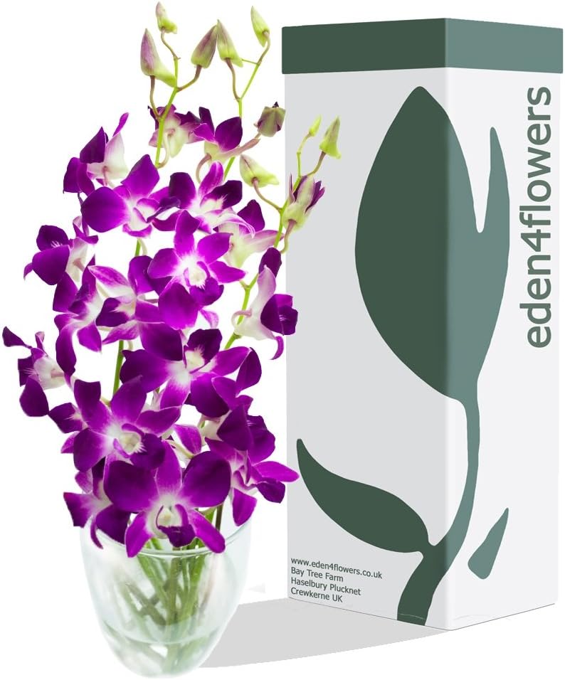 Eden4flowers BRUNEI DENDROBIUM ORCHIDS BOUQUET - Birthday Flowers Thank You and Anniversary Bouquets