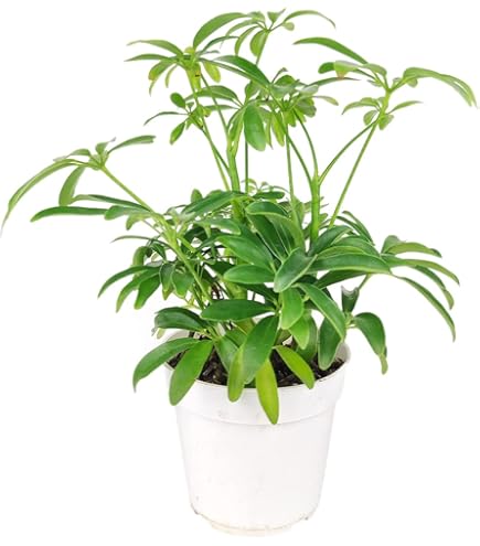Amazon.com : Schefflera Arboricola (4