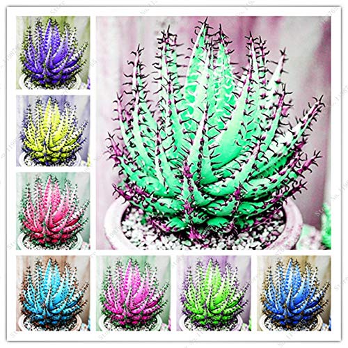 Pinkdose Bonsai 200 Pcs Rare Color Aloe Bonsai Excellent Houseplants Succulent Aloe Vera Bonsai Use Beauty Edible Cosmetic Bonsai Plants: e