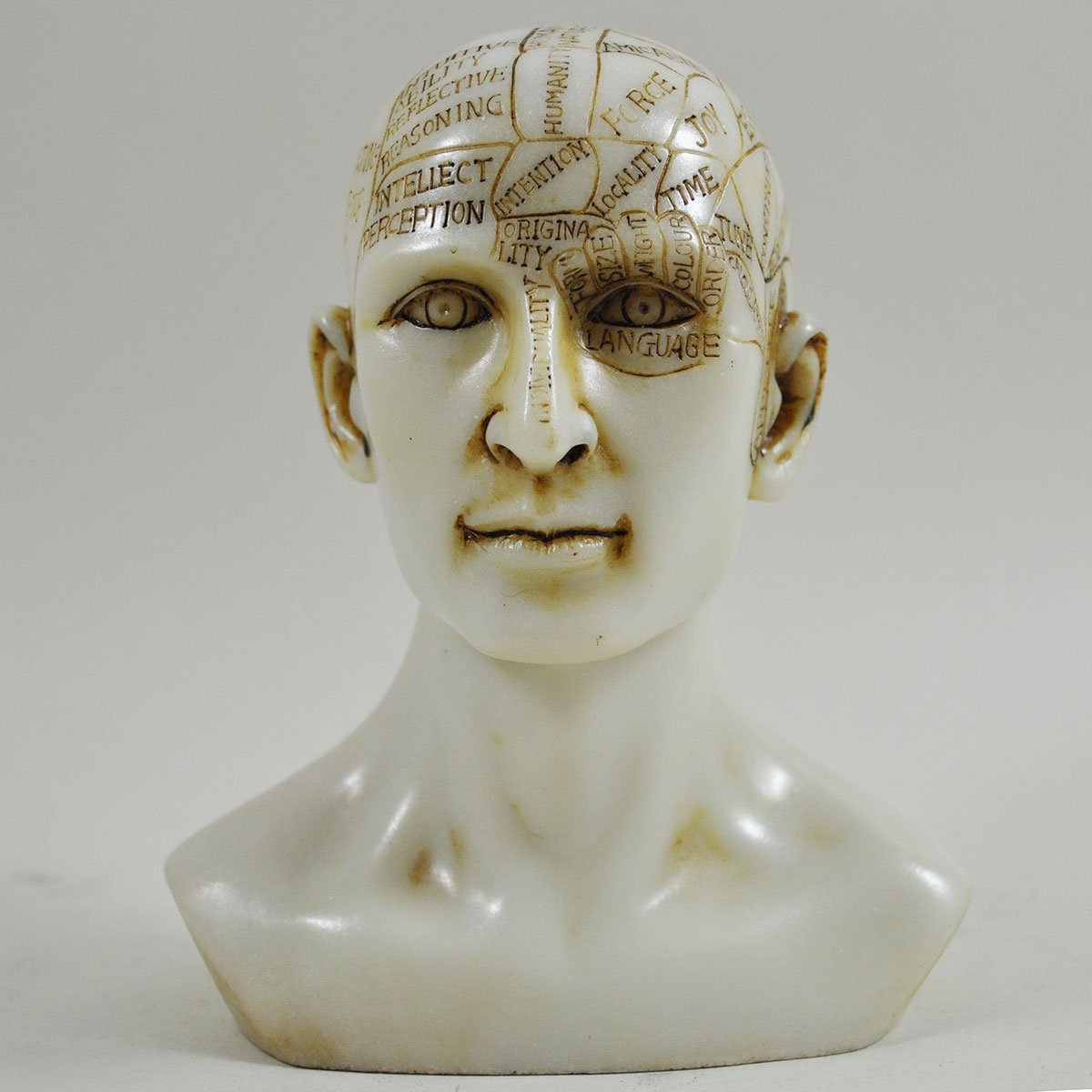 Fiesta Studios Phrenology Head White Marble Resin Unique Home Decorative Traditional Medical Accessory H15cm