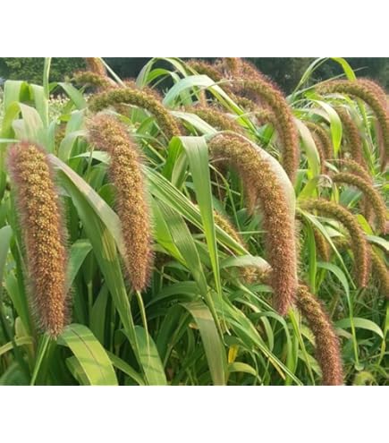 ☆millet☆ Bob's Red Mill Whole Grain Millet - Lunds & Byerlys