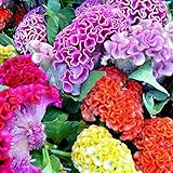 Celosia argentea - How to grow plants Celosia argentea - How to grow plants