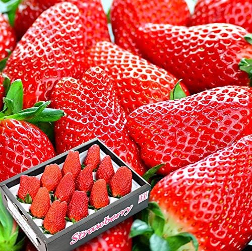 Amazon 最高級 いちご 苺 専用化粧箱入り 超大粒 12粒 贈答用 朝摘み を当日出荷 産地直送 翌日お届け 御年賀 御祝い お祝い 石和 いちご館 青柳 より土日祝も毎日出荷 ふるさと再生市場 いちご 通販