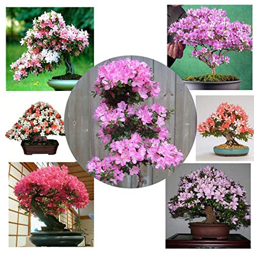 Seed HouseKOUYE Bonsai Trees Seeds Exotic Seeds 18 Colors Rare