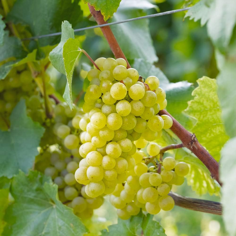 Garden Grape Chardonnay Vitis Vinifera White Grape Vine Grow Your Own Hardy Climber Delicious Sweet Grapes Can Be Grown In The Uk Undercover 1 X 10 5 Cm Potted Plant By Thompson And