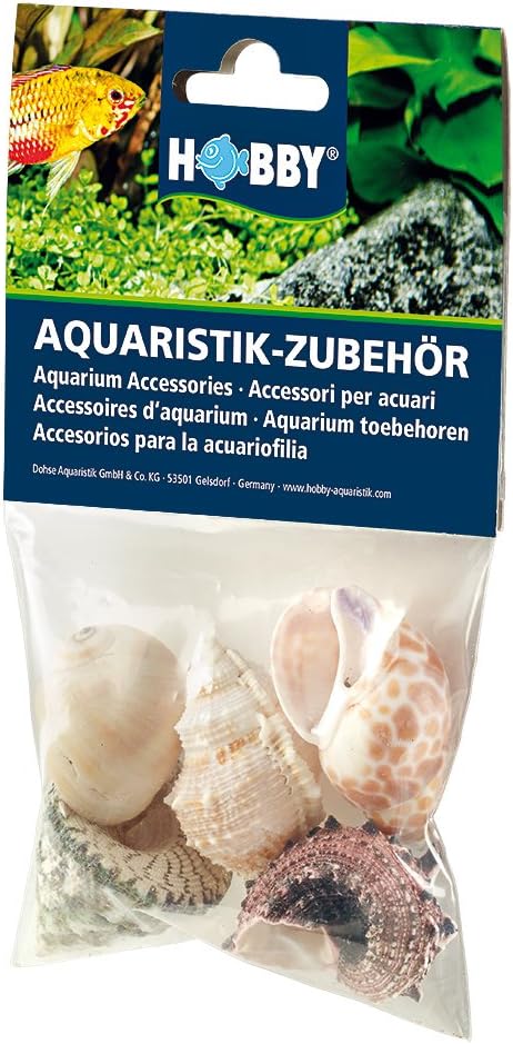 Hobby Sea Shells Set, Colourful, L, 5 Stück
