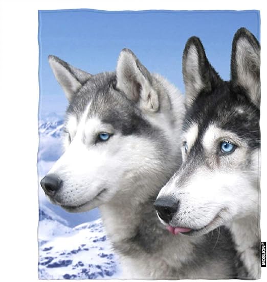 all white siberian husky