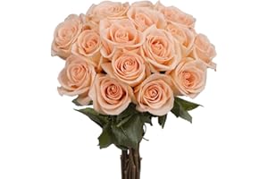 GlobalRose 100 Peach Roses - Fresh Flowers For Weddings or Anniversary.