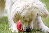 Petface Latex Tomato Soft Chew Dog Toy Large view 4