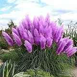 New Rare Purple Pampas Grass Seeds Ornamental Plant Flowers Cortaderia Selloana Grass Seeds 500 Pieces / Lot