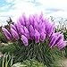 New Rare Purple Pampas Grass Seeds Ornamental Plant Flowers Cortaderia Selloana Grass Seeds 500 Pieces / Lot