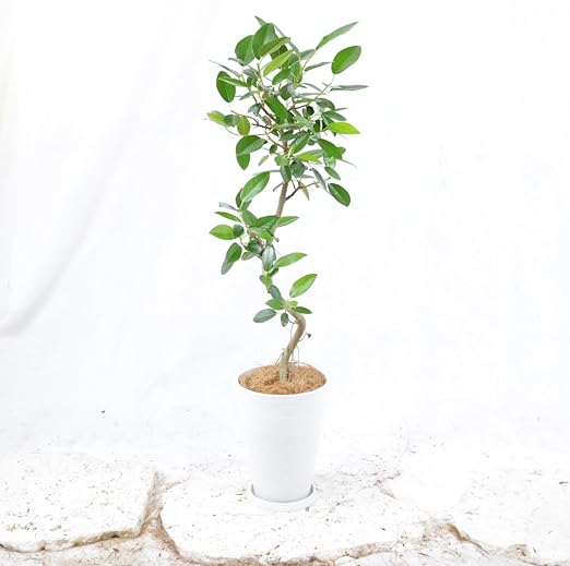 Amazon フランスゴム シュエット 樹脂 鉢 7号 高さ90 程度 観葉植物 室内向け 沖縄より直送 ホワイト 観葉植物 オンライン通販