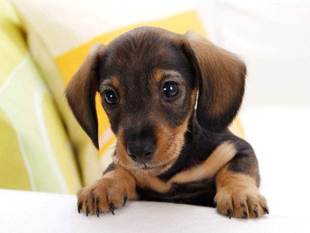 adult dachshund