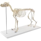 NEW HORIZON Canine Skeleton Bone Model 19.3"x7.9"x13.8" Standard Size | Medical Anatomical Canine Dog Skeleton Model