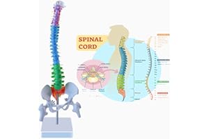 Aliwovo Spine Mini Cord Model Anatomy Medical Education Model 17.7" Color Vertebral Column Model with Spinal Nerves, Pelvis, 