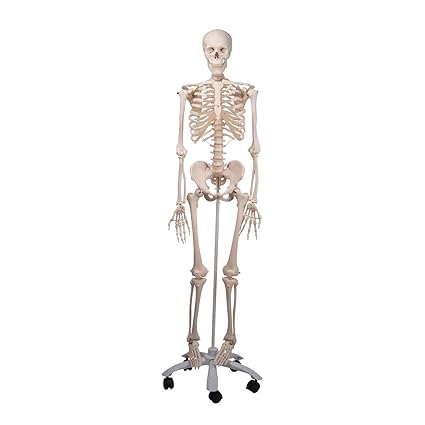 3B Scientific Menschliche Anatomie Skelett Stan - Das klassische Skelett auf Metallstativ - Lebensgroß, inklusive Metallstati