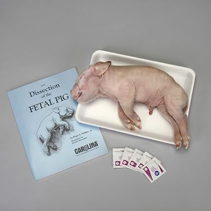 Carolina Pig Anatomy Dissection Kit Toys And Games Amazon Com Industrial Scientific