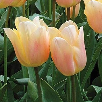 Amazon 15本のチューリップ球根珍しい品種心地よい香り多年生の家宝の花屋外の中庭テラス植栽自然成長最も人気のある春の開花球根 球根