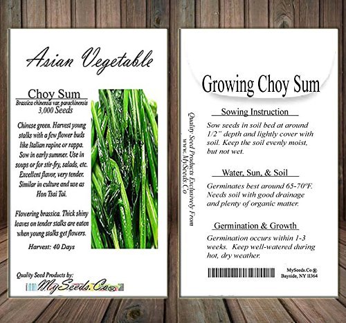 BIG PACK - (3,000) Choy Sum Brassica Vegetable Seed - TSOI SIM CHOY SIM Seeds - Non-GMO Seeds by MySeeds.Co (BIG PACK - Choy Sum)