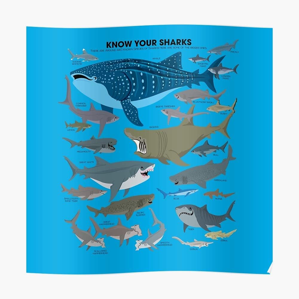 Poster: Know Your Sharks Poster (16.4 x 16.4 in) - Perfect for College Dorms, Student Rooms, and Bedrooms - Cool Popular Posters Design Gift