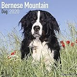 Bernese Mountain Dog Calendar - Dog Breed Calendars - 2019 - 2020 Wall Calendars - 16 Month by Avons by