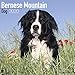 Bernese Mountain Dog Calendar - Dog Breed Calendars - 2019 - 2020 Wall Calendars - 16 Month by Avons by
