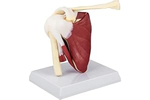 Anatomy Skeleton PVC Shoulder Joint Muscle Model with Ligaments and Tendons Educational Shoulder Anatomy Model for Medical St
