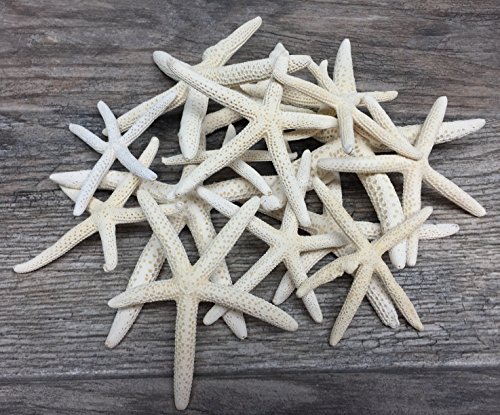 Finger Starfish | 15 White Uniquely Shaped Assortment 2