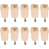 10pcs Dental Typodont Practice Teeth Study Model Individual Replacement Teeth Student Teaching Resin Filling Training Compatible Kilgore Nissin 200 Type (16# 10pcs)