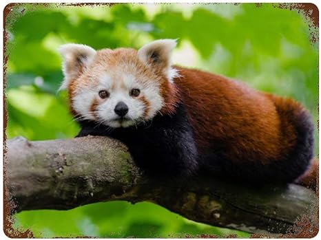 Amazon レッサーパンダ Panda 装飾鉄絵 パブ家の壁の装飾金属アート ポスターレトロ居酒屋ケーキハンバーガー食品カフェクラブプラーク ウォールステッカー オンライン通販 Amazon レッサーパンダ Panda 装飾鉄絵 パブ家の壁の装飾金属アート ポスターレトロ居酒屋ケーキハンバーガー食品カフェクラブプラーク ウォールステッカー オンライン通販