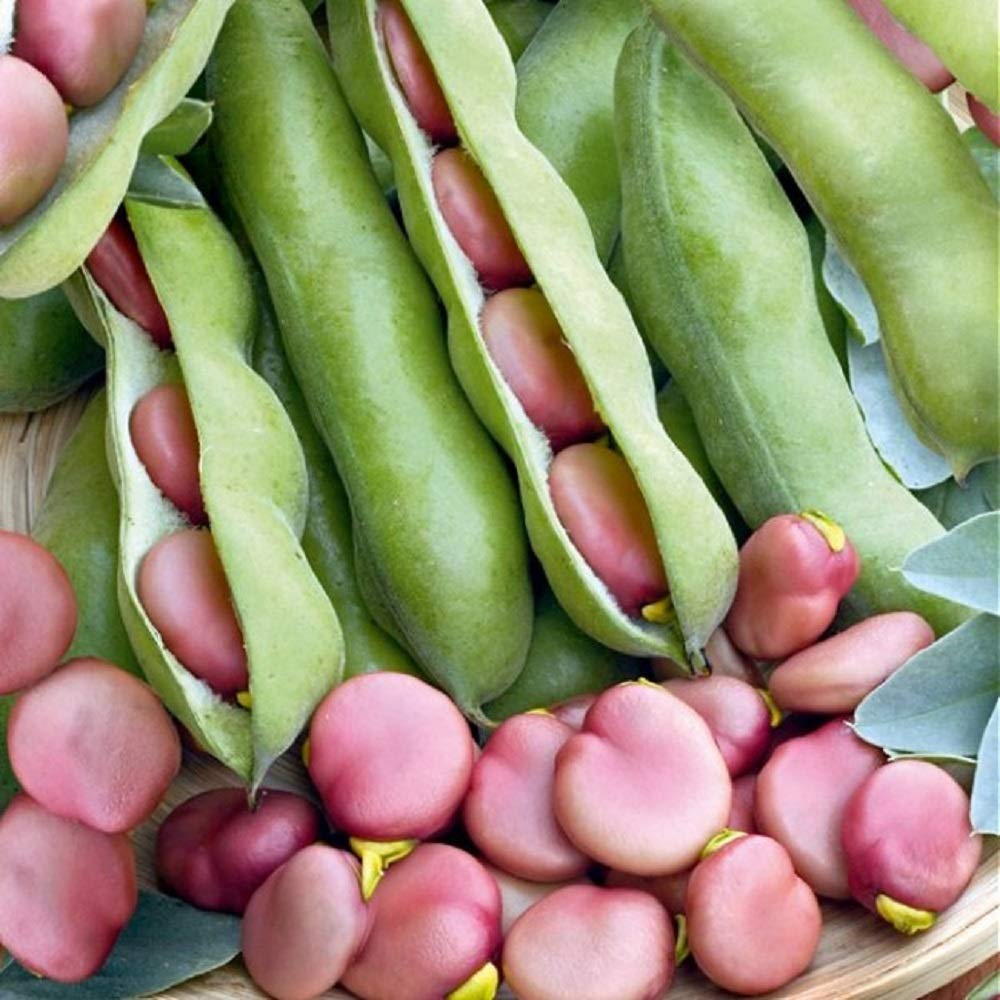 PREMIER SEEDS DIRECT - Broad Bean Pink - KARMAZYN - 75GM ~ Approx 50-55 Seeds