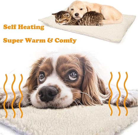 Comment Bien Accueillir Un Chien Quand On A Déjà Un Chat à