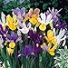 Mixed Dutch Iris 40 Bulbs - SUPER VALUE - Hardy - 8/9 cm Bulbs