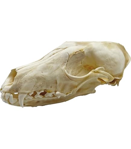 Skulls Unlimited Real Economy Cat Skeleton (Articulated): Animal