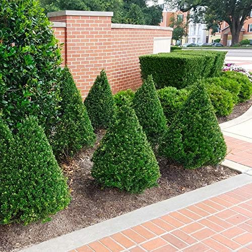 Cottage Hill Holly 'Steeds' -2 Piece Live Plant, Green Foliage