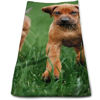 Amazon Com Yuzhuang Two Sausage Dogs On The Grass Customized